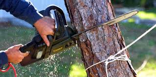 How Our Tree Care Process Works  in  Lees Summit, MO