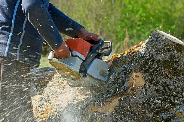 Best Storm Damage Tree Cleanup  in Lees Summit, MO